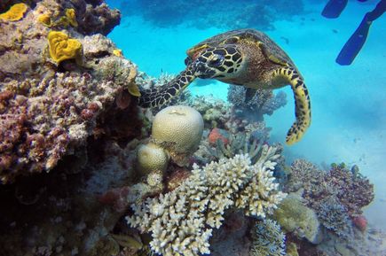 Korallen im Great Barrier Reef