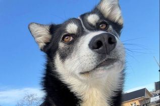Norwegen Hund im Schnee