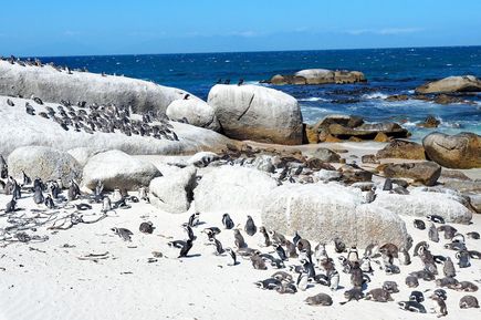 Pinguine am Boulder's Beach in Südafrika