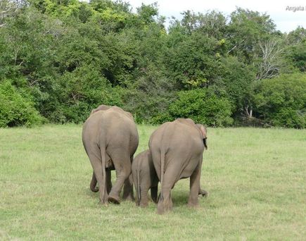 Elefanten in Sri Lanka