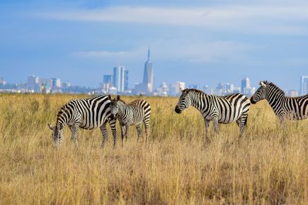 Zebras grasen in Landschaft vom Nairobi Nationalpark in Kenia