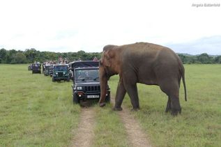 Elefanten kreuzen vor Jeeps von Touristen auf Sri Lanka (Indischer Ozean in Asien)