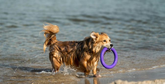 Nasser Hund läuft mit einem lilafarbenen Spielring durchs flache Wasser