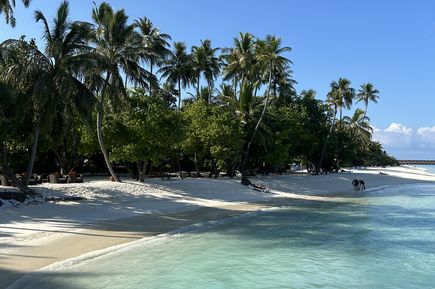 Sandstrand mit Palmen 