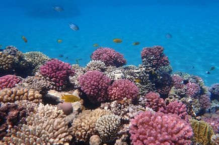 Ägypten ein beliebtes Urlaubsland für Freunde von Tauchen und Schnorcheln - etwa in der Bucht Makadi Bay