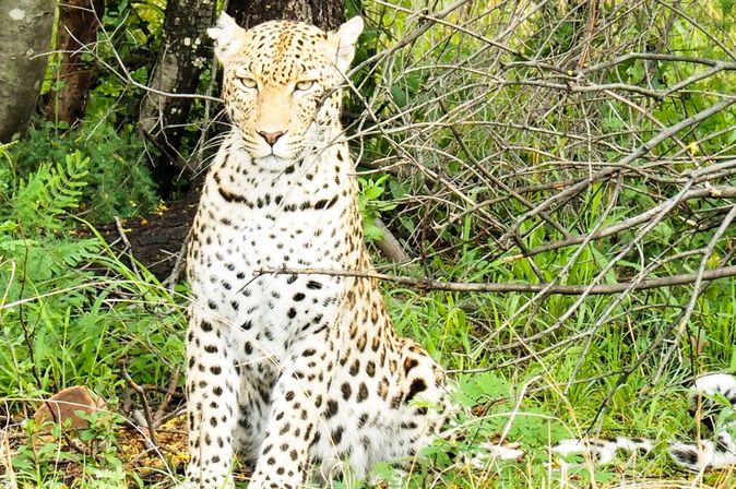 Leopard im Pilanesberg National Park