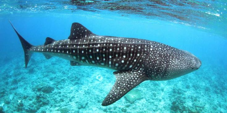 Anfahrt auf Queen Mary nach New York