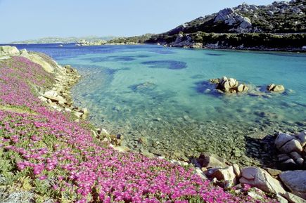 Pflanzen blühen am Strand