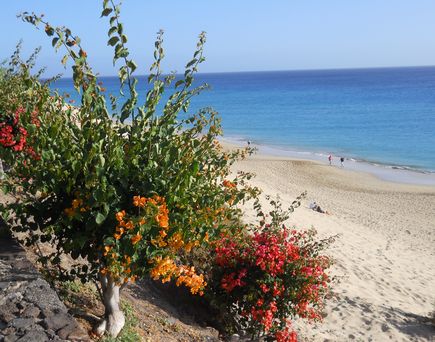 Strand der Insel Fuerteventura