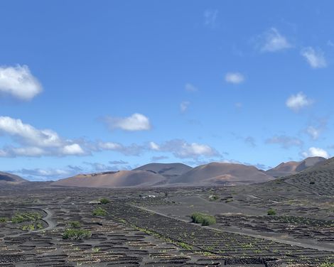 Lapilli auf Lanzarote zum Weinanbau