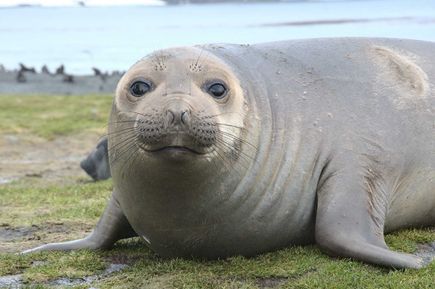Seehund auf Expeditionsreise beobachten