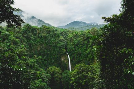 Grüne Natur im Arenal Nationalpark von Costa Rica