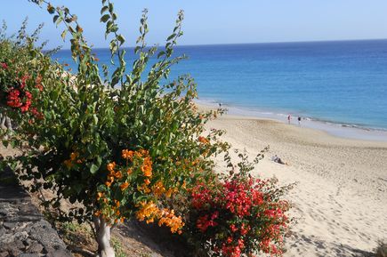 Pflanzen blühen über Strand Jandia auf Fuerteventura