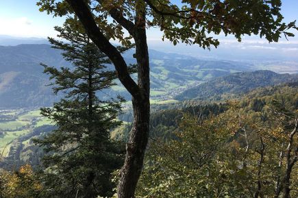 Bäume im Schwarzwald
