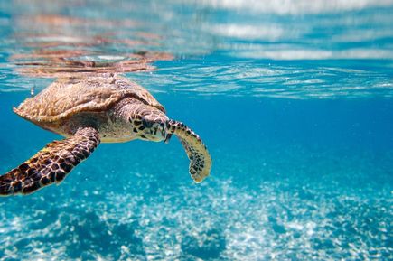 Hawksbill Wasser Schildkröte