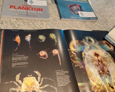 Zwei Fachbücher über Küstenplankton und Phytoplankton liegen neben einem aufgeschlagenen Bildband mit vergrößerten Aufnahmen von Krebstierlarven.