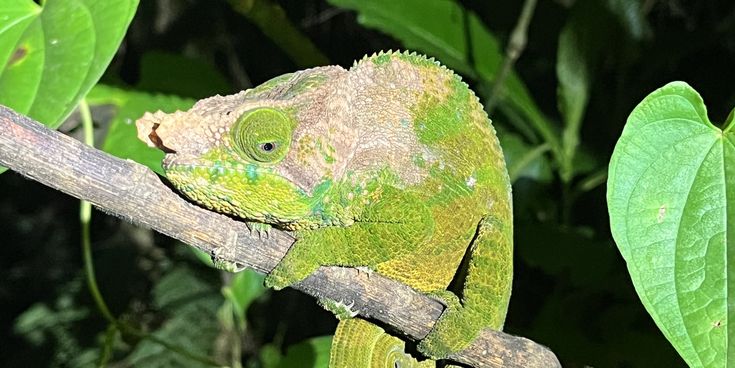 Grünes Chamäleon auf einem Zweig