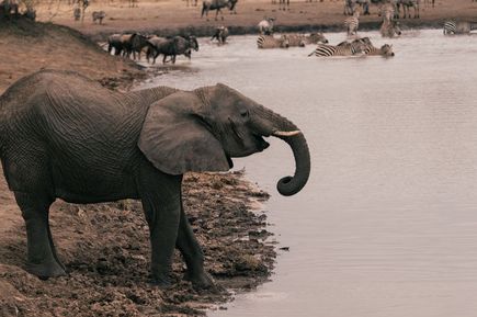 Elefanten im Tarangire Nationalpark in Tansania