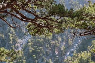 Bäume in Samaria Schlucht