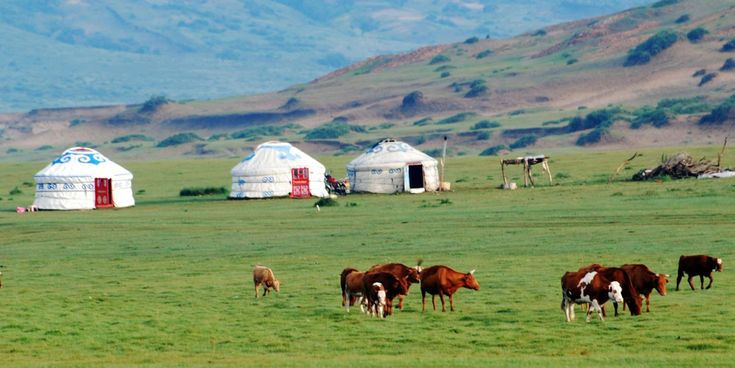 Jurten und grasende Rinder in der weiten Steppenlandschaft der Mongolei mit sanften Hügeln im Hintergrund.