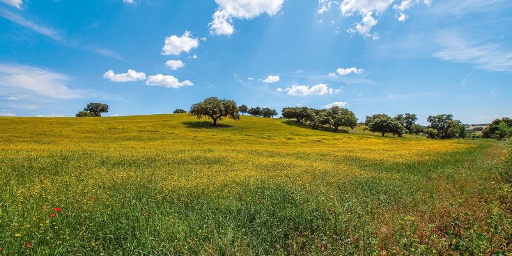 Weite, gelb blühende Wiesen mit vereinzelten Bäumen unter blauem Himmel im Alentejo in Portugal.