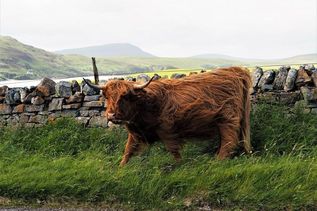 Tier im Gras an Weg