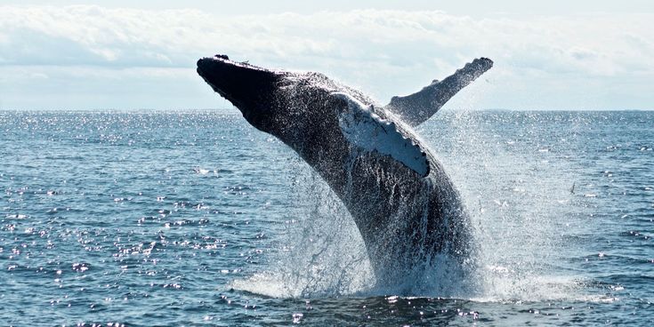 Wale im Meer live beobachten