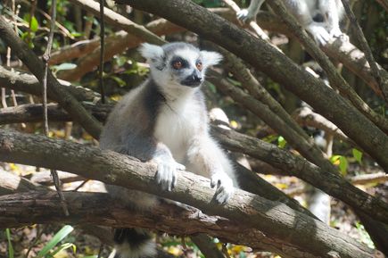 Ein grau-weißer Lemur sitzt auf Ästen