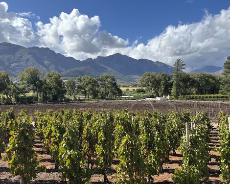 Reihen grüner Weinreben vor einem markanten Bergpanorama unter blauem Himmel.