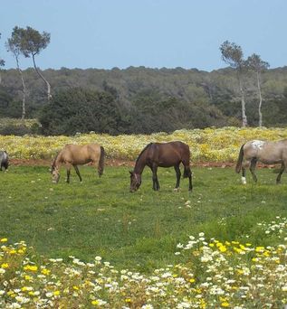 Naturschutzgebiet Punta Amer zwischen Sa Coma und Cala Millor, Bild: Colin Engerer