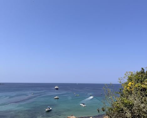 Ausblick auf das Meer zwischen Pflanzen