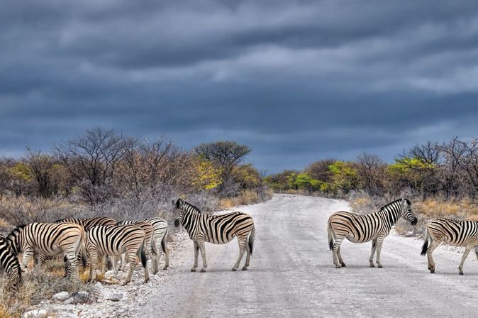 Giraffen überqueren Straße im Etosha Nationalpark