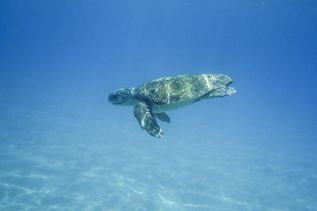 Caretta-Schildkröte schwimmt im Meer