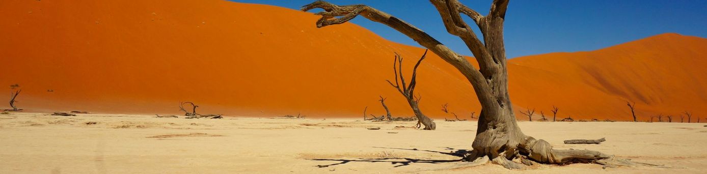 Karger Baum in Wüste von Namibia