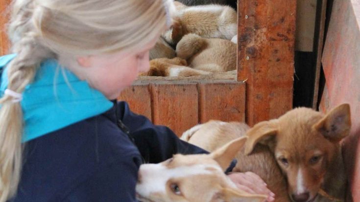 Kind mit Hunden
