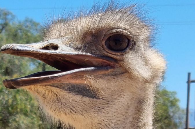 Strauß in Oudtshoorn, Kleine Karoo in Südafrika