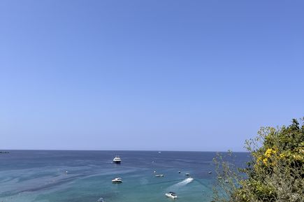 Ausblick auf das Meer zwischen Pflanzen