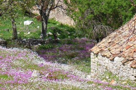 Blühende Pflanzen in Dorf Paléo Períthia auf Griechische Insel Korfu