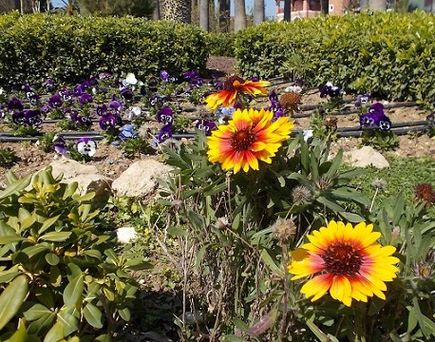 Blumen in der hübschen Gartenanlage im Club Mega Saray Belek