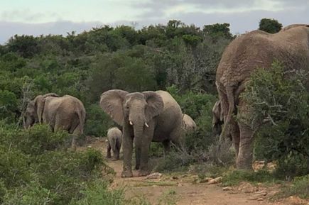 Elefanten bei der Pirschfahrt-Südafrika