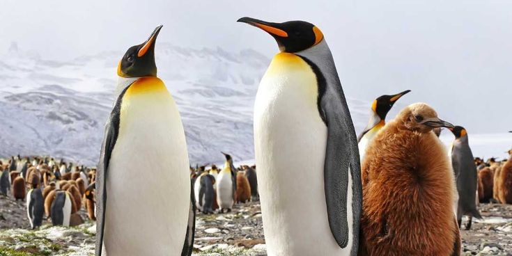 Fortuna Bay: Pinguin-Paar mit Baby Pinguin