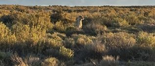 Gepard sitzt im goldenen Abendlicht zwischen niedrigen Büschen der südafrikanischen Landschaft.