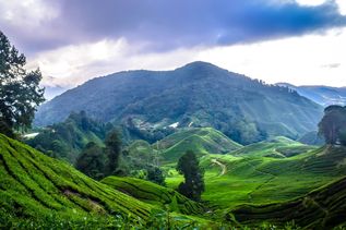 Cameron Highlands in Malaysia