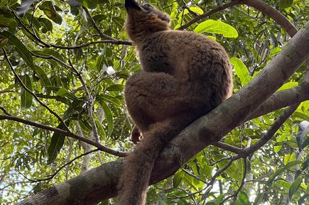 Ein brauner Lemur im Baum blickt nach oben