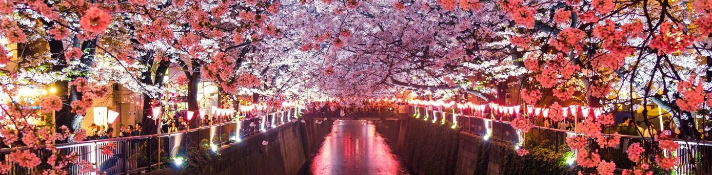 Blühende Bäume bei Nacht in Japan