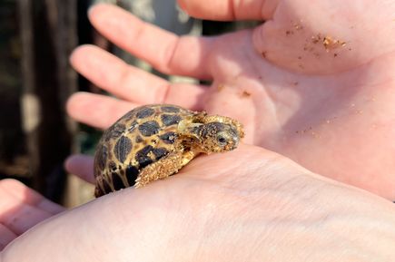 Babyschildkröte mit etwas Sand in einer Hand