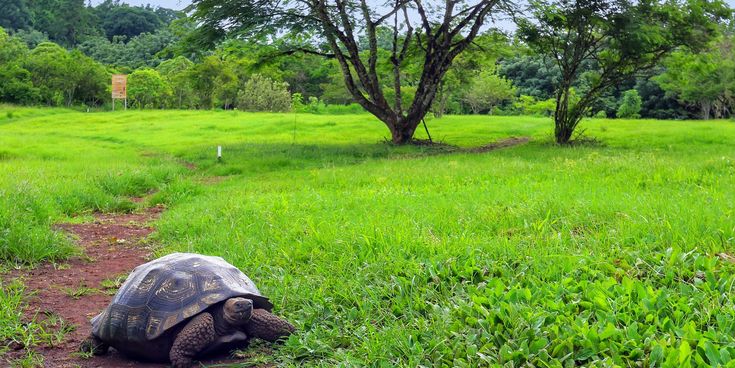 Riesenschildkröte auf einem grünen Pfad in vulkanischer Landschaft auf den Galápagos-Inseln.