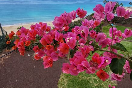 Blick auf das Meer zwischen roten Blüten