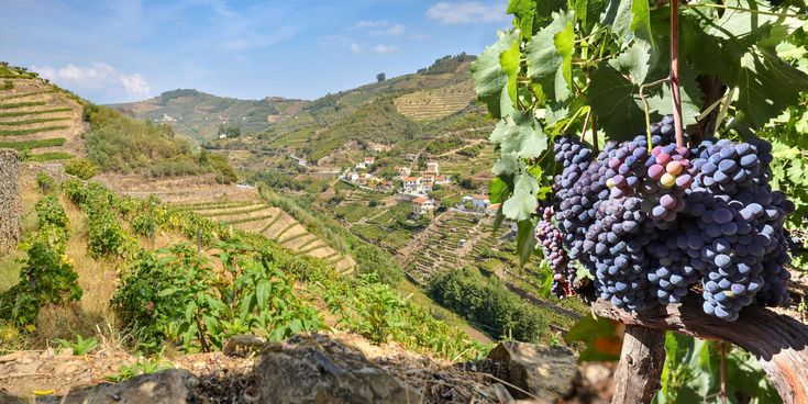 Reife dunkle Weintrauben vor terrassenförmig angelegten Weinbergen in einer bergigen Landschaft.