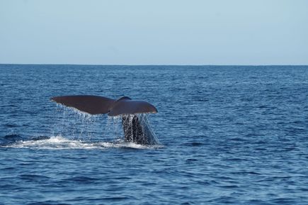 Im Meer vor Kaikoura kann man Wale, Robben & Delfine beobachten